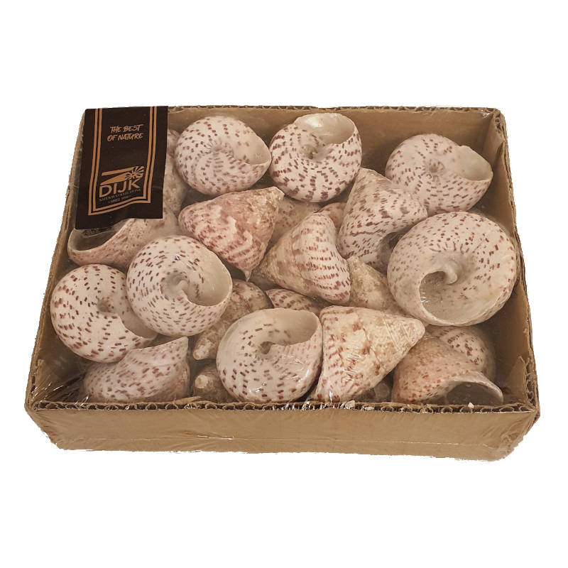Naturalne muszle ślimaka morskiego – box